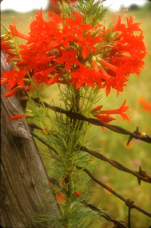 Standing Cypress